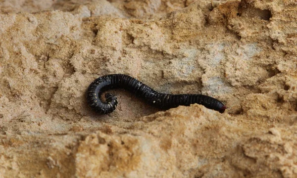 stock image A worm in the form of a question on the sand, Vietnam, Southeast Asia