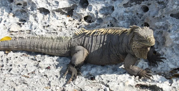 Büyük kertenkele, iguana Adası, Küba, Karayipler — Stok fotoğraf