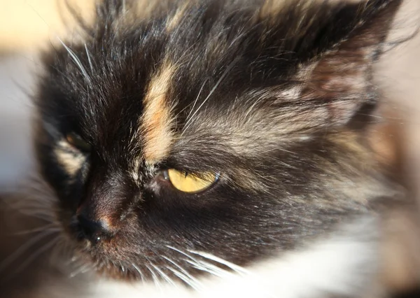 Kočka s neobvyklý barevný — Stock fotografie