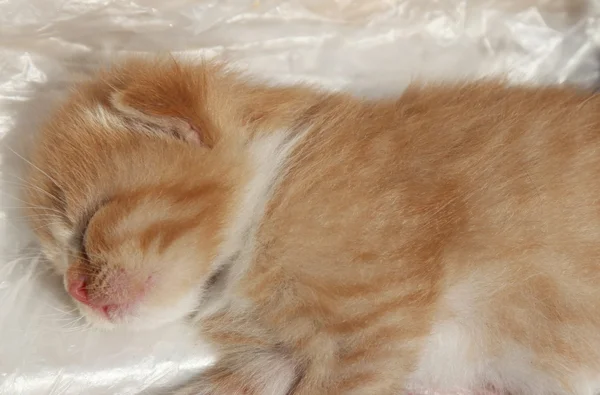 Dormir gatinho ruivo — Fotografia de Stock