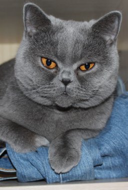 British Shorthair clipart