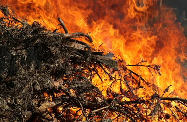 Feuer, Kraft der Natur — Stockfoto