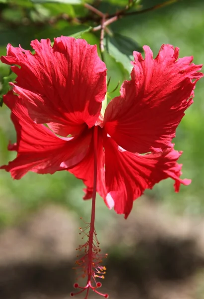 Tropický květ — Stock fotografie