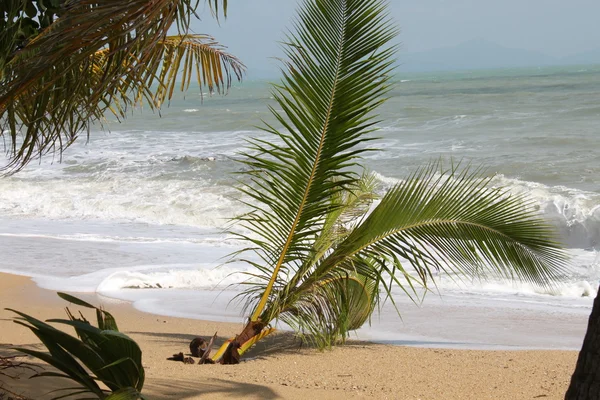 De storm brak een jonge palmboom — Stockfoto