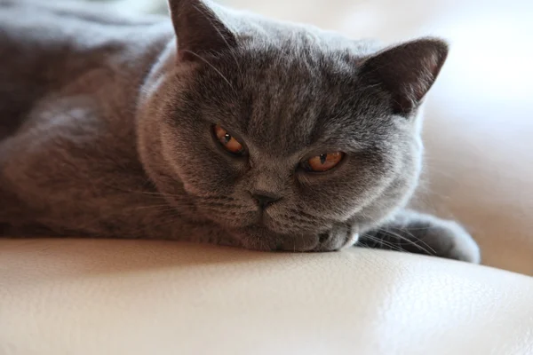 Cat razze British Shorthair — Foto Stock