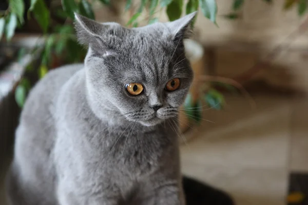 Породы кошек British Shorthair — стоковое фото