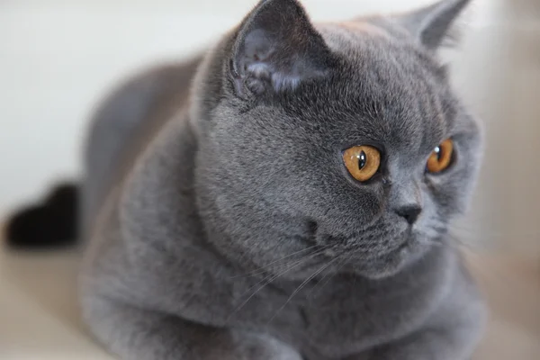 Kot rasy Brytyjski Stenografia — Zdjęcie stockowe