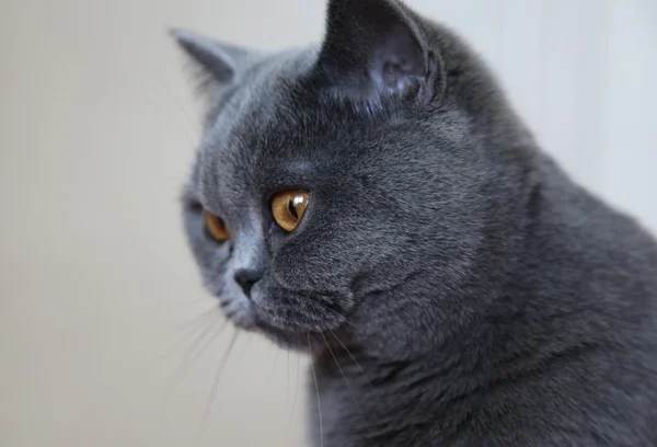 Raças de gato Britânico Shorthair — Fotografia de Stock