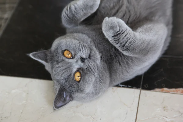 Raças de gato Britânico Shorthair — Fotografia de Stock