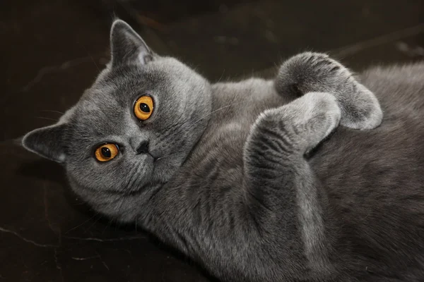 Леди-кошка — стоковое фото