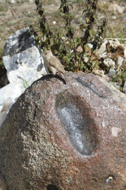 tibet eteklerindeki taşları