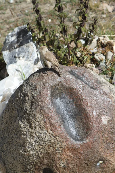 Камни в предгорьях Тибета — стоковое фото