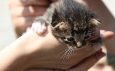 şirin kedi yavrusu