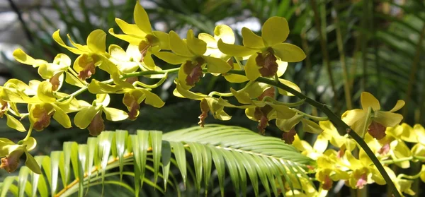 Orkidea — kuvapankkivalokuva