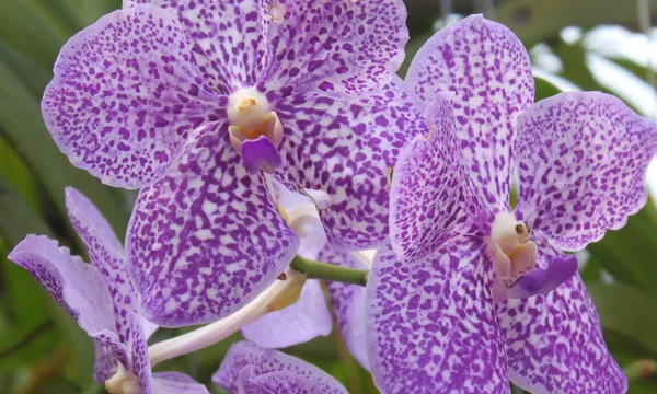 Orquídea — Fotografia de Stock