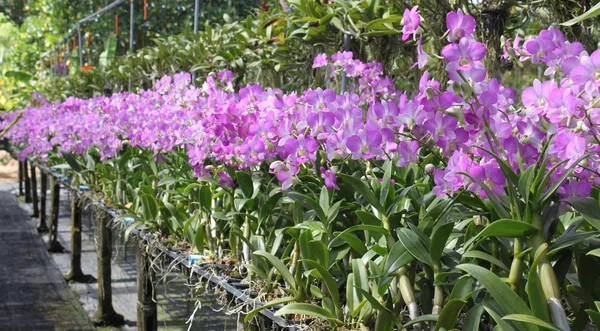 Orkidea — kuvapankkivalokuva