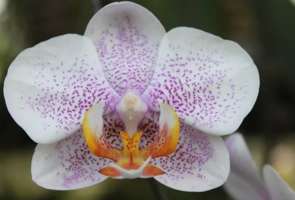 stock image Orchid