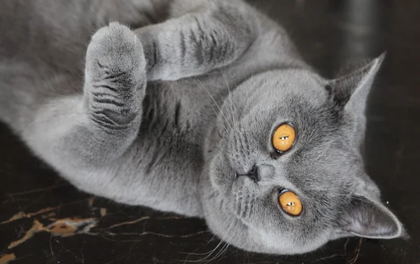 Леді кішка — стокове фото