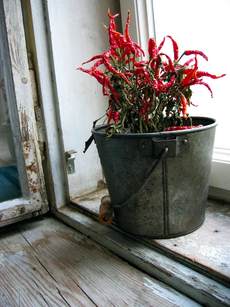 Pencere pervazına üzerinde bir tencerede kurutulmuş kırmızı biber — Stok fotoğraf