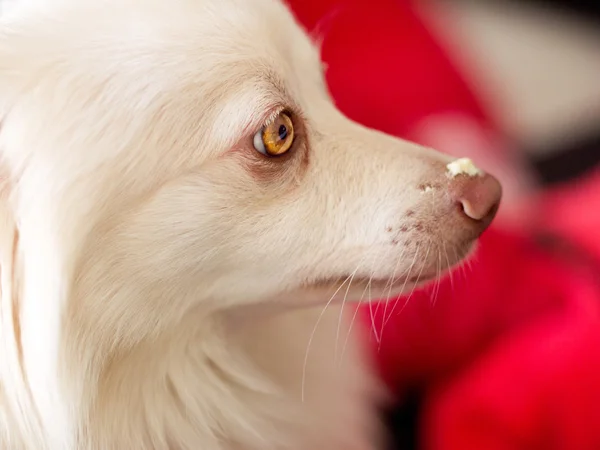 Güneş kremi burun ile köpek