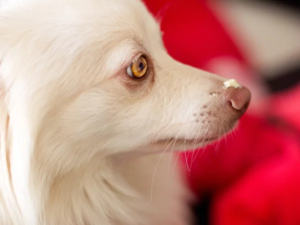 Pies z filtrem przeciwsłonecznym na nos Obrazek Stockowy