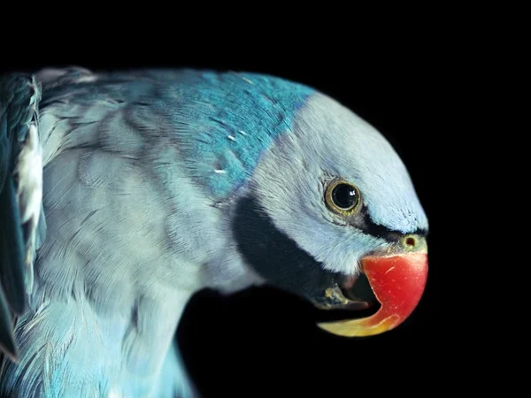 Close up of profile of blue bird — Stock Photo, Image