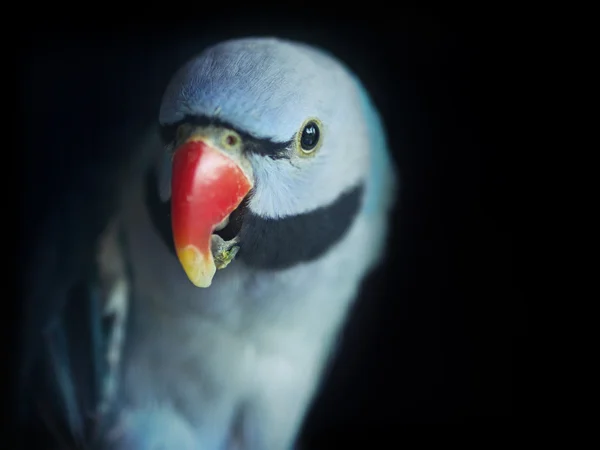 Close up of of blue bird — Stock Photo, Image