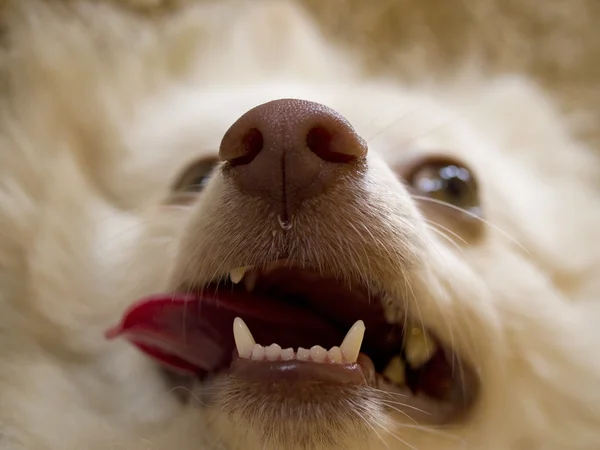 Close-up van de onderste tanden hond. Stockafbeelding