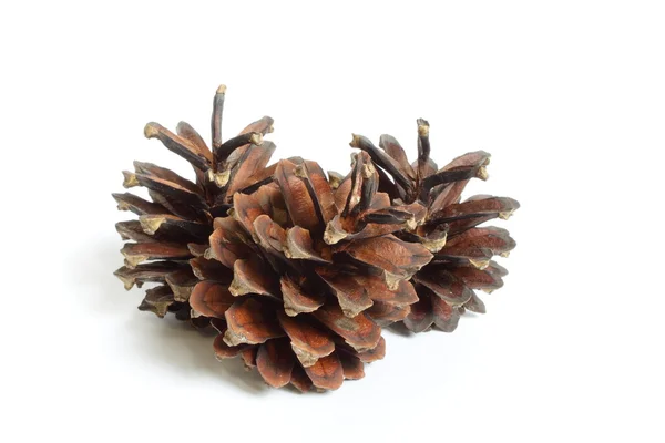 Korea's Small Pine Cones Stock Photo by ©hssbb79 210101936