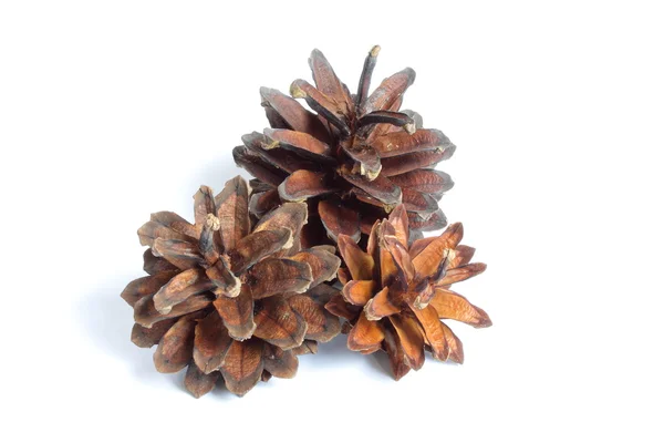 stock image Three pine cones