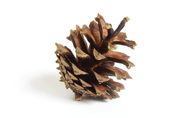 Um pequeno pinecone Imagem De Stock