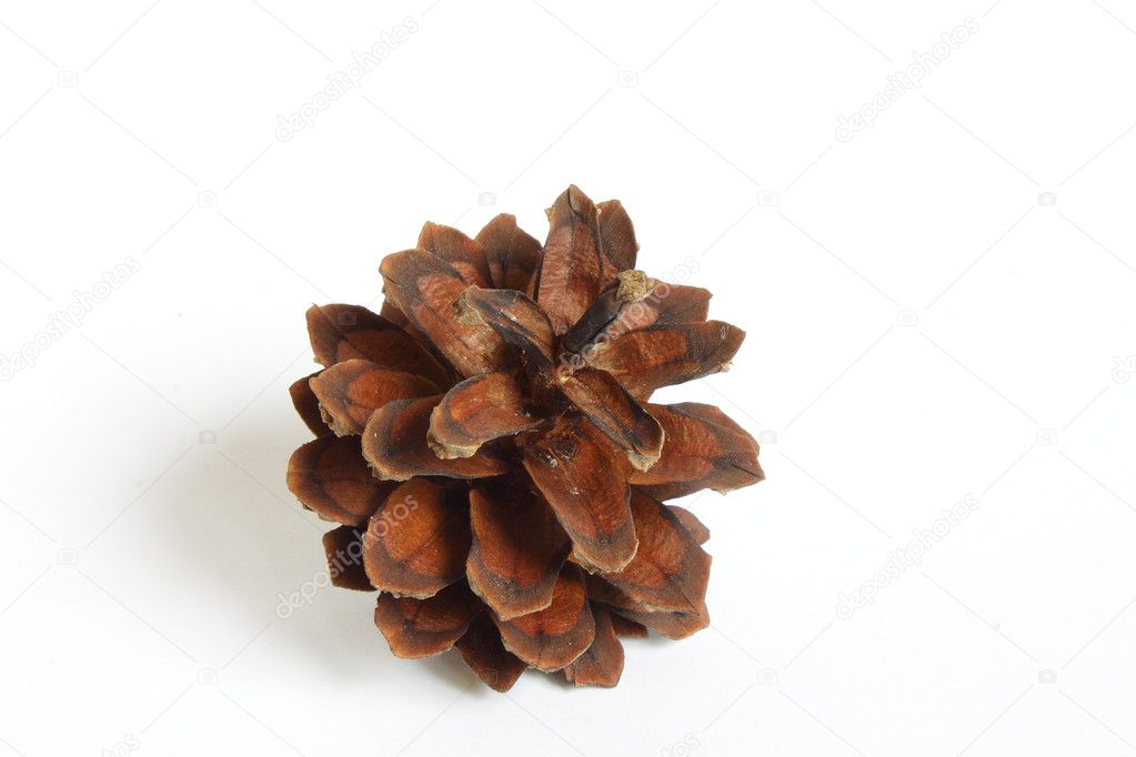 A small pinecone