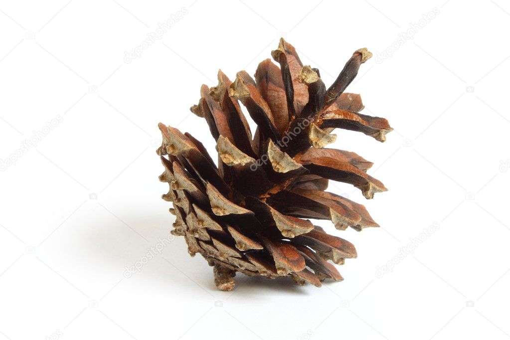 A one small pinecone
