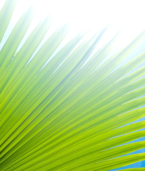 Пальмовый лист — стоковое фото