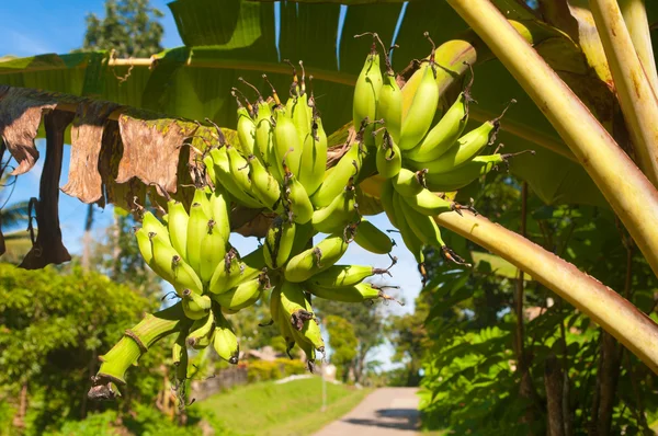 树上的香蕉 — 图库照片