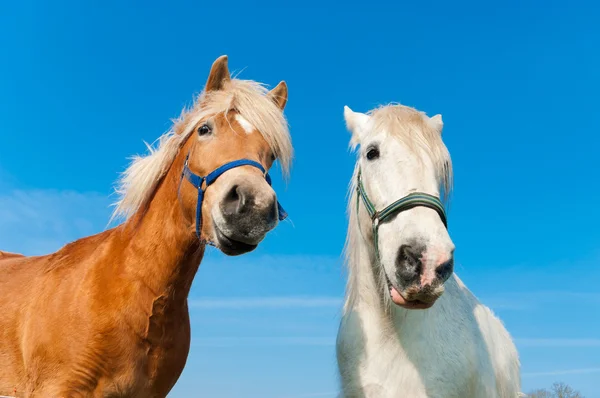 stock image Horses in meadow