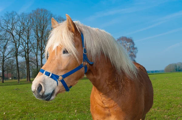 Häst i äng — Stockfoto