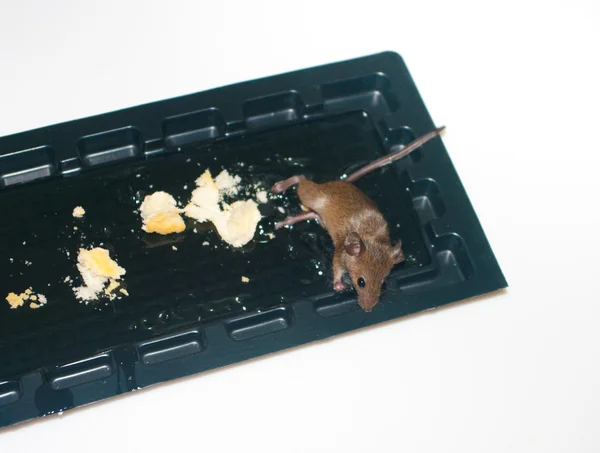 Мышь в клеевой ловушке — стоковое фото