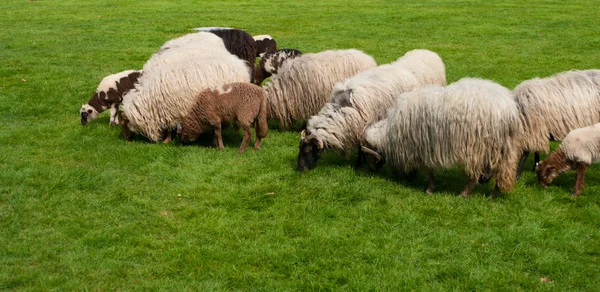 stock image Couple of Sheep