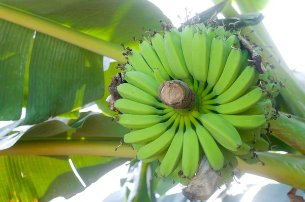 Grüne Bananen — Stockfoto