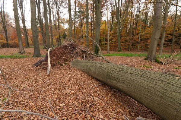 Umgestürzter Baum — Stockfoto