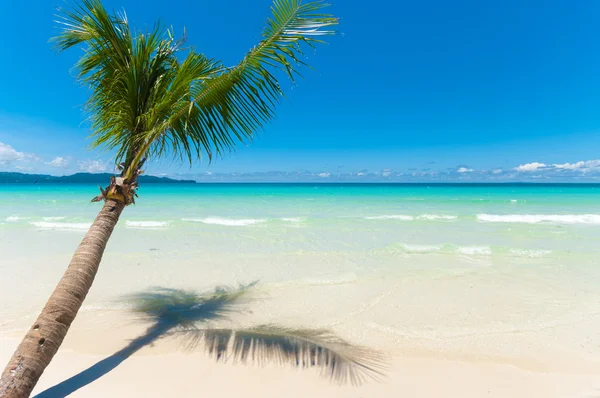 Palm tree on beach Stock Image