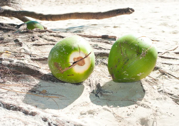 堕落的椰子 — 图库照片