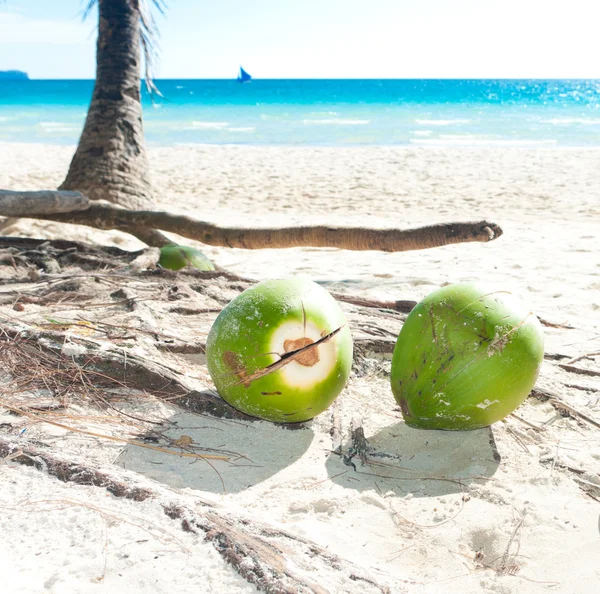 stock image Fallen coconuts