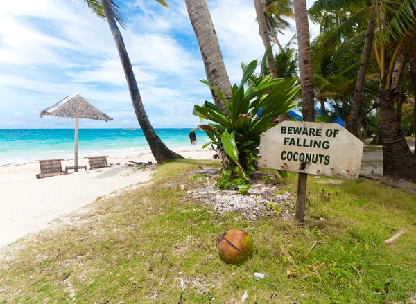 Fallande kokosnötter — Stockfoto