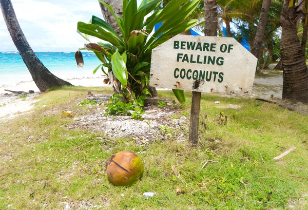 Fallande kokosnötter — Stockfoto