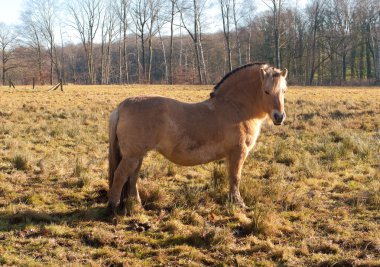 Fjord horse clipart