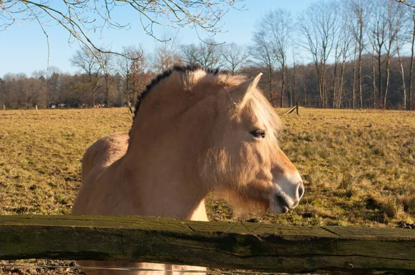 Cavallo fiordo — Foto Stock