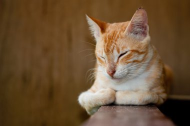 Resting cat clipart