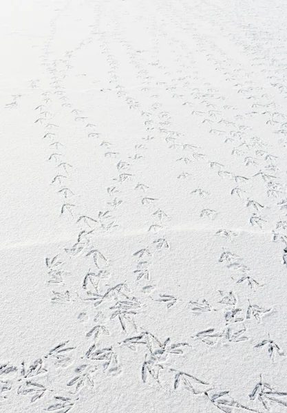 Senderos de aves en la nieve — Foto de Stock